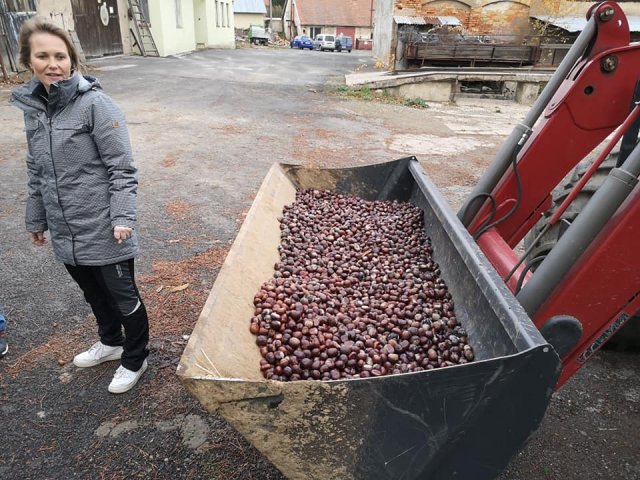 Environmentální výchova - sběr kaštanů